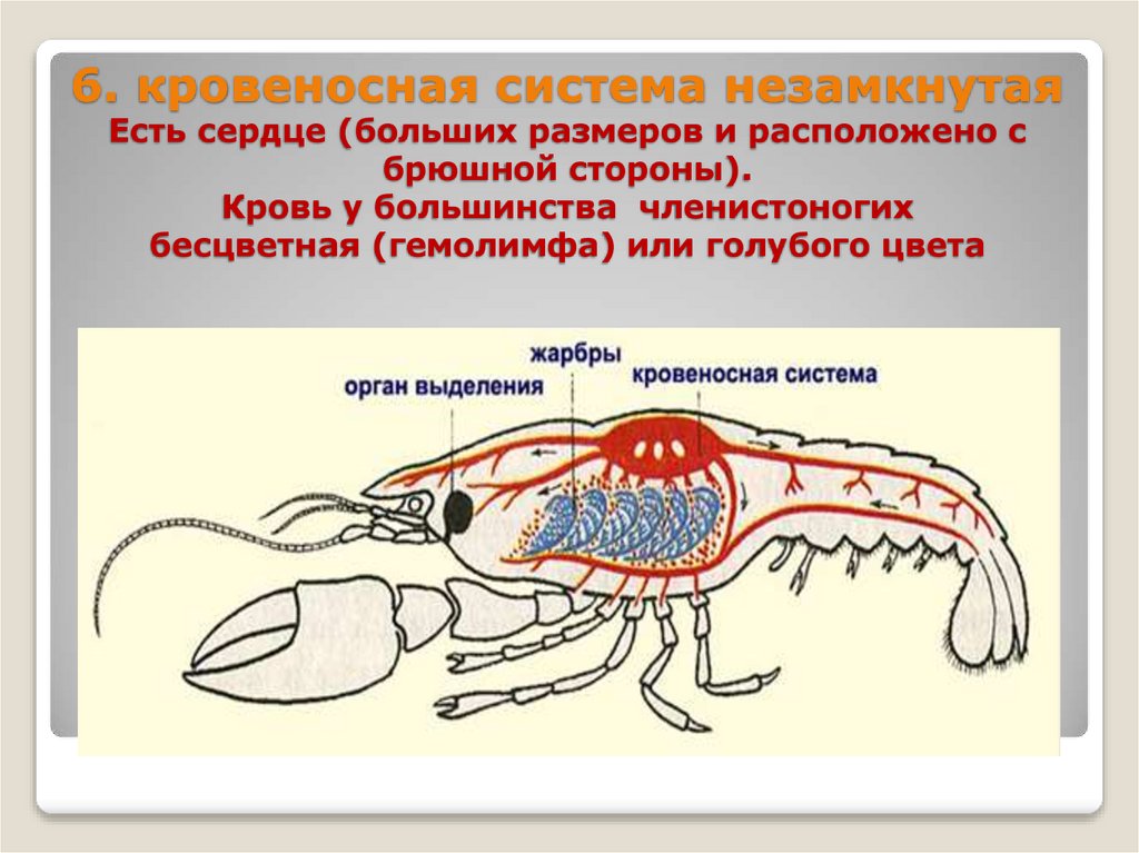 6. кровеносная система незамкнутая Есть сердце (больших размеров и расположено с брюшной стороны). Кровь у большинства