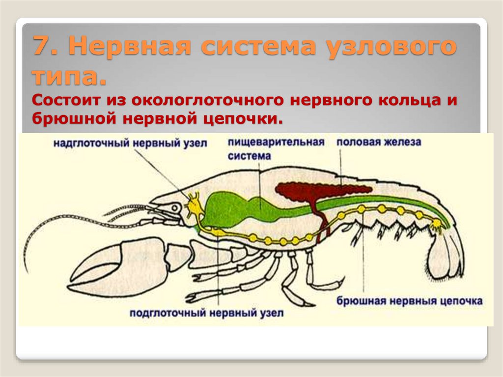 7. Нервная система узлового типа. Состоит из окологлоточного нервного кольца и брюшной нервной цепочки.
