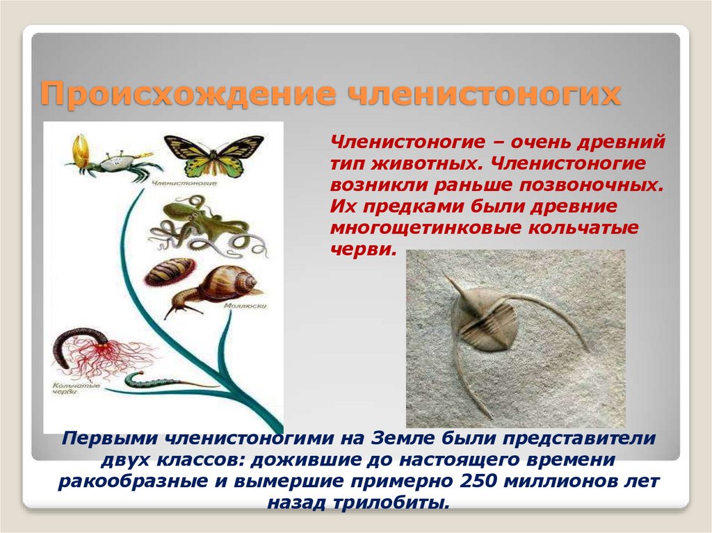 Происхождение членистоногих