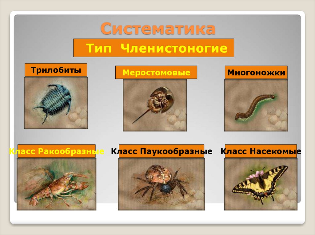 Систематика