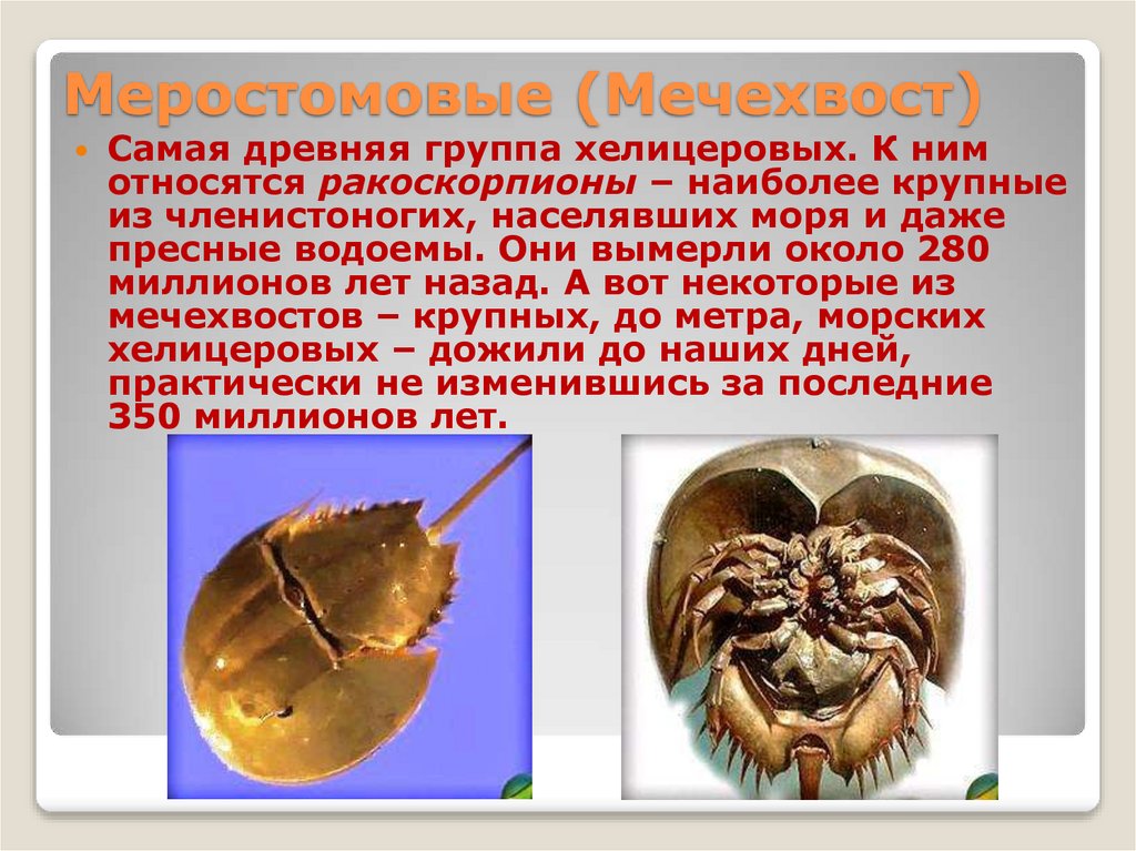 Меростомовые (Мечехвост)