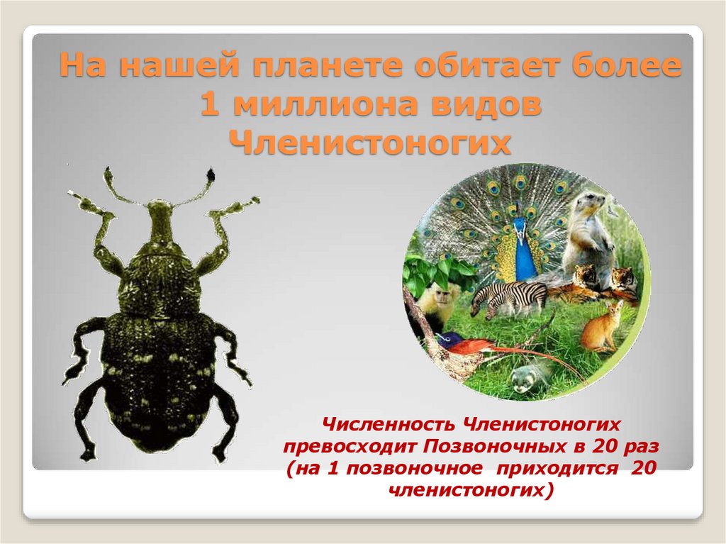 На нашей планете обитает более 1 миллиона видов Членистоногих