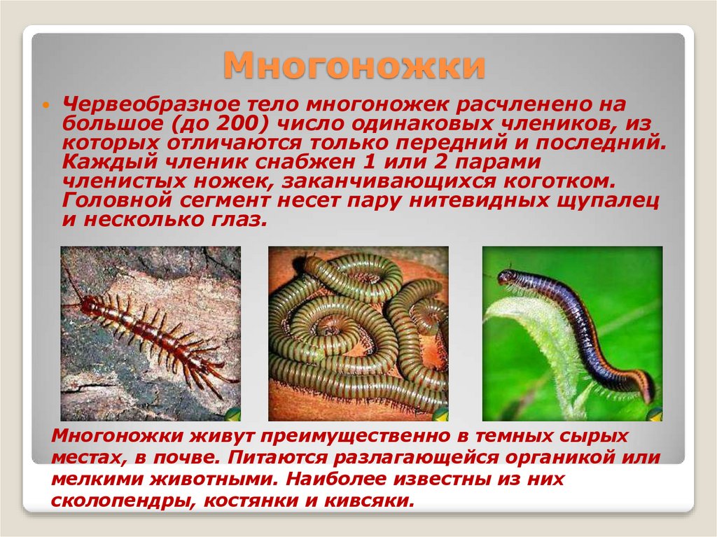 Многоножки