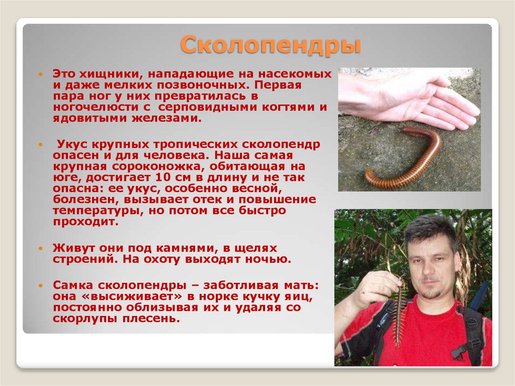 Сколопендры