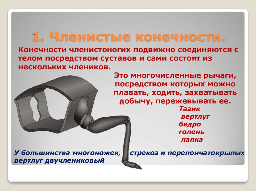 1. Членистые конечности.