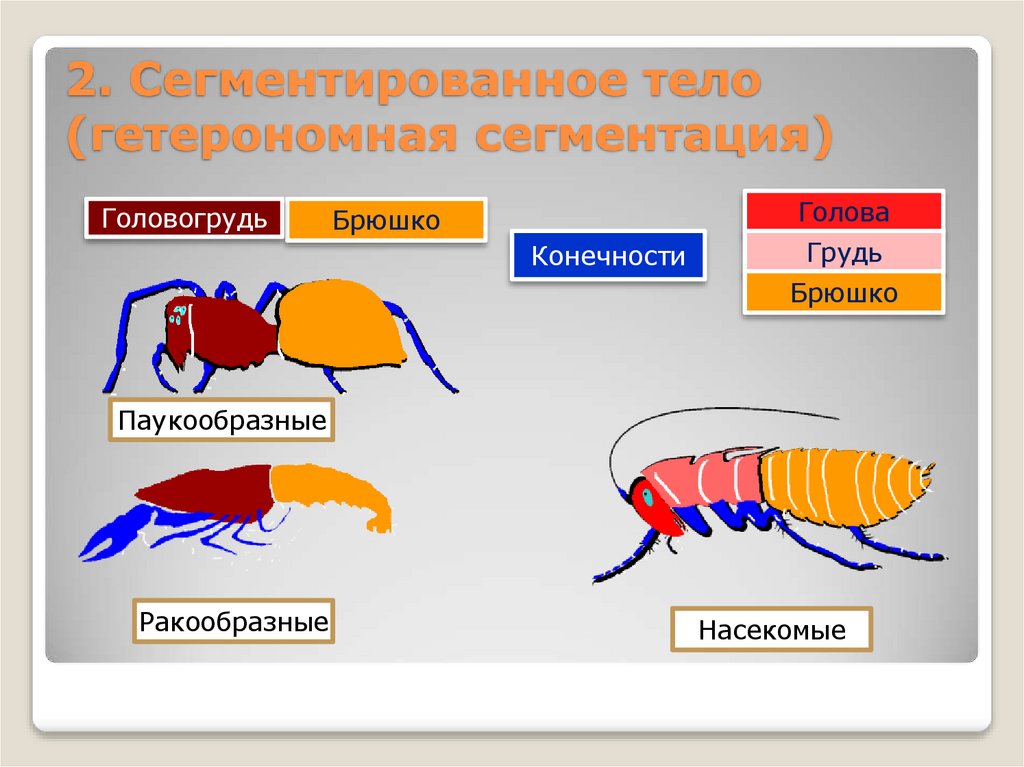 2. Сегментированное тело (гетерономная сегментация)