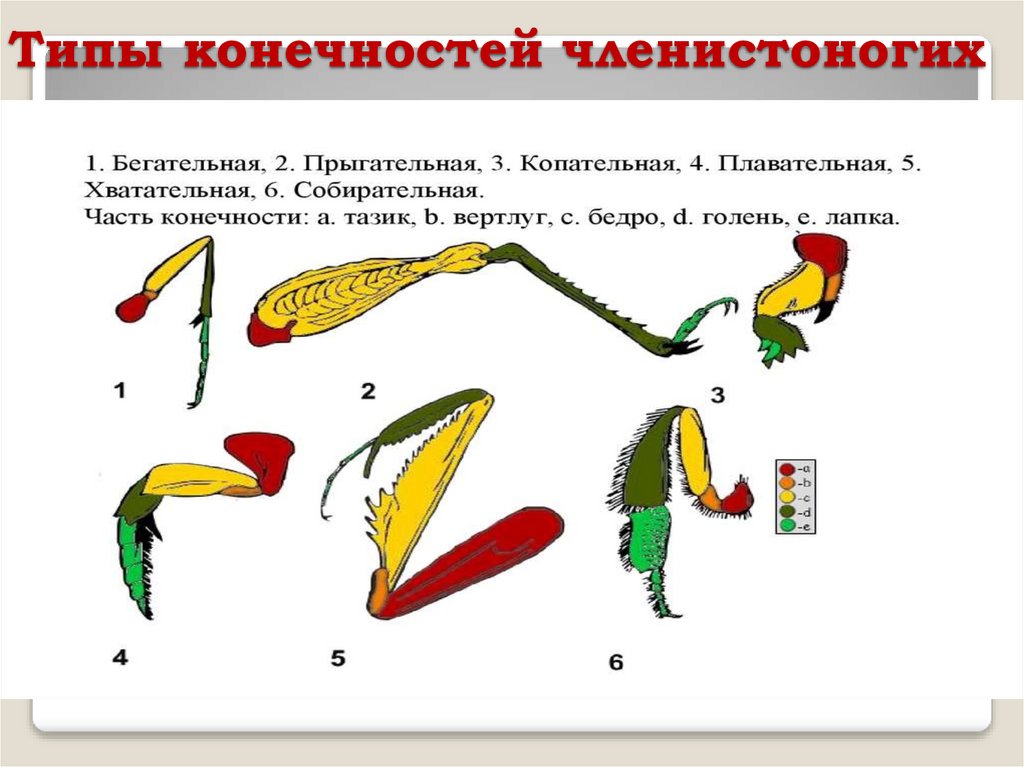 Типы конечностей членистоногих