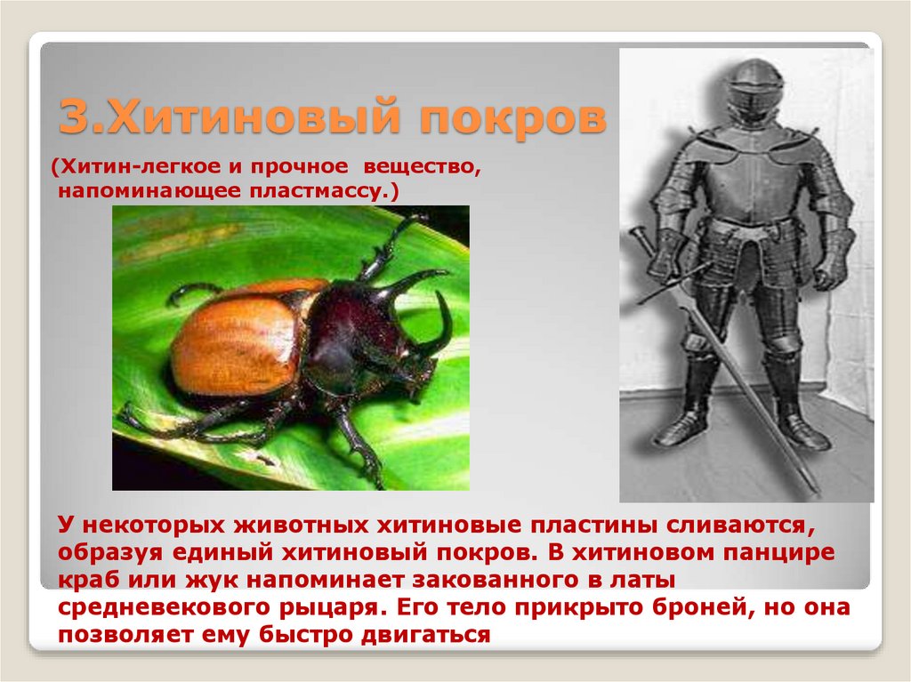 3.Хитиновый покров