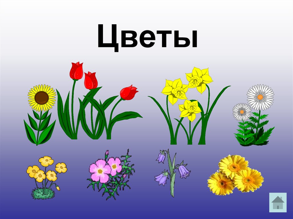 Цветы
