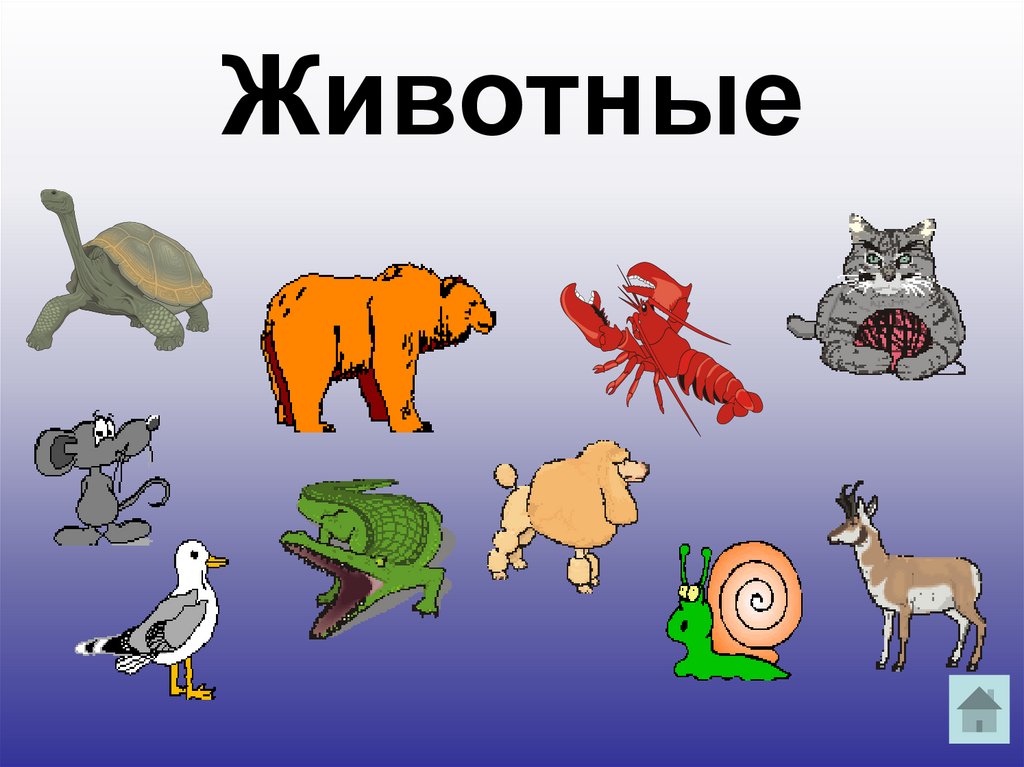 Животные