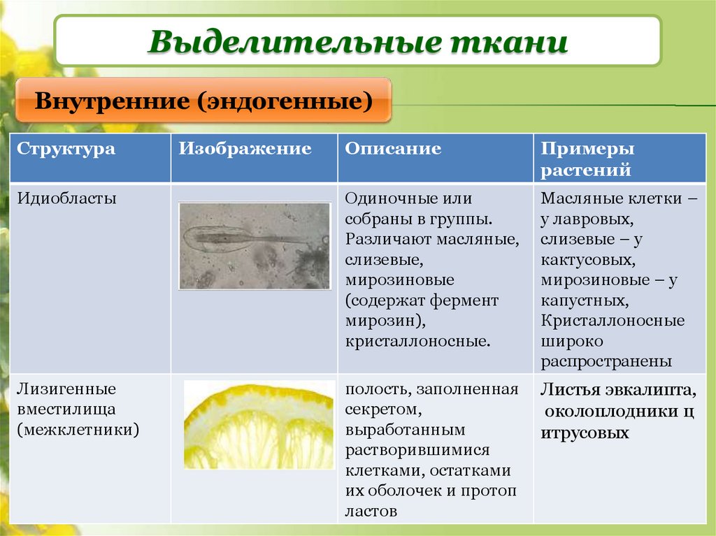 Выделительные ткани