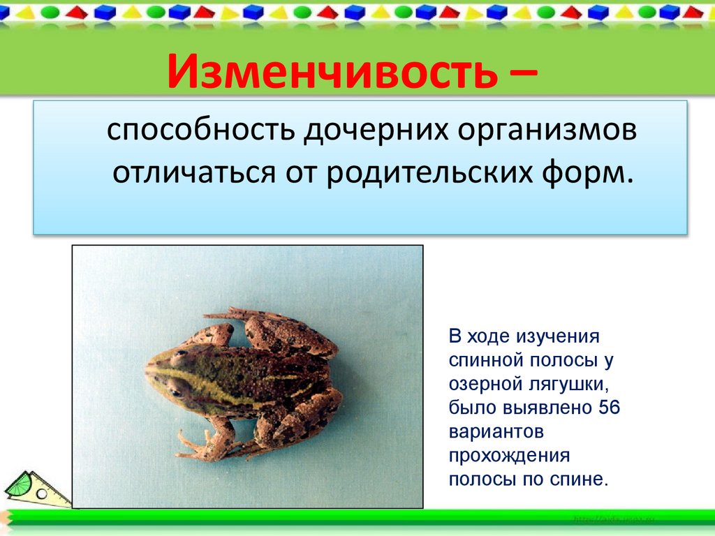 Изменчивость –