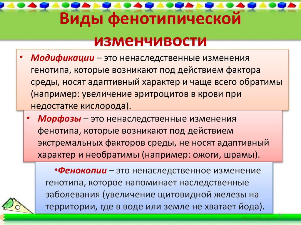 Виды фенотипической изменчивости