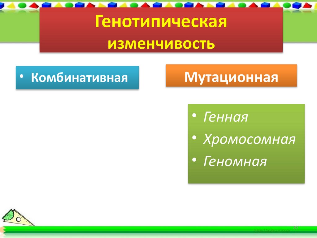 Генотипическая изменчивость