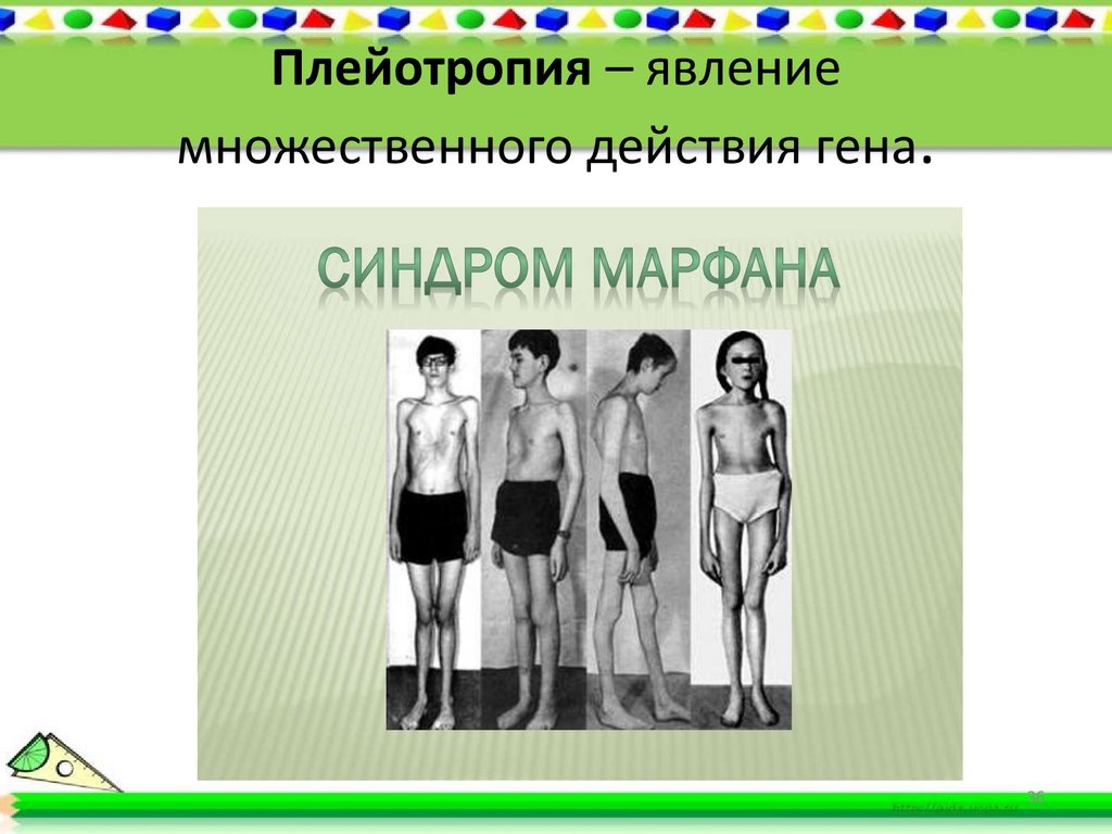 Плейотропия – явление множественного действия гена.