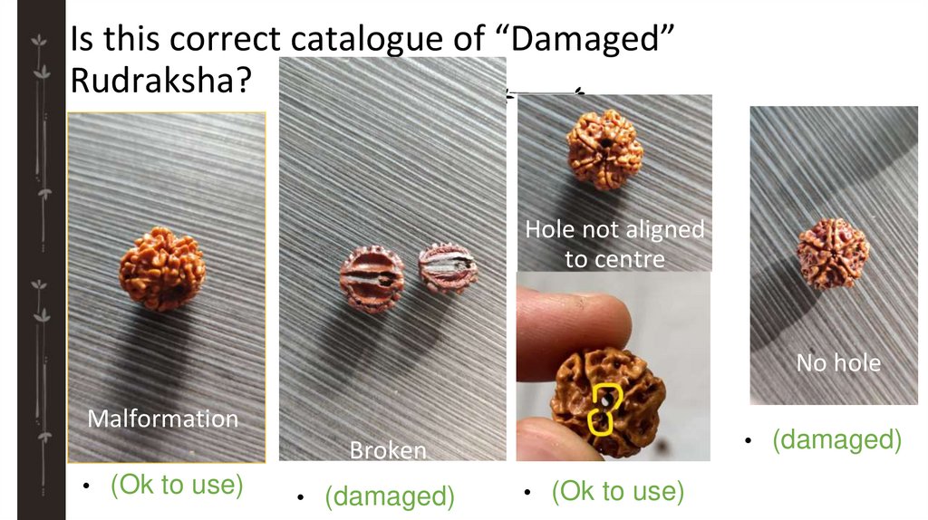 Is this correct catalogue of “Damaged” Rudraksha?