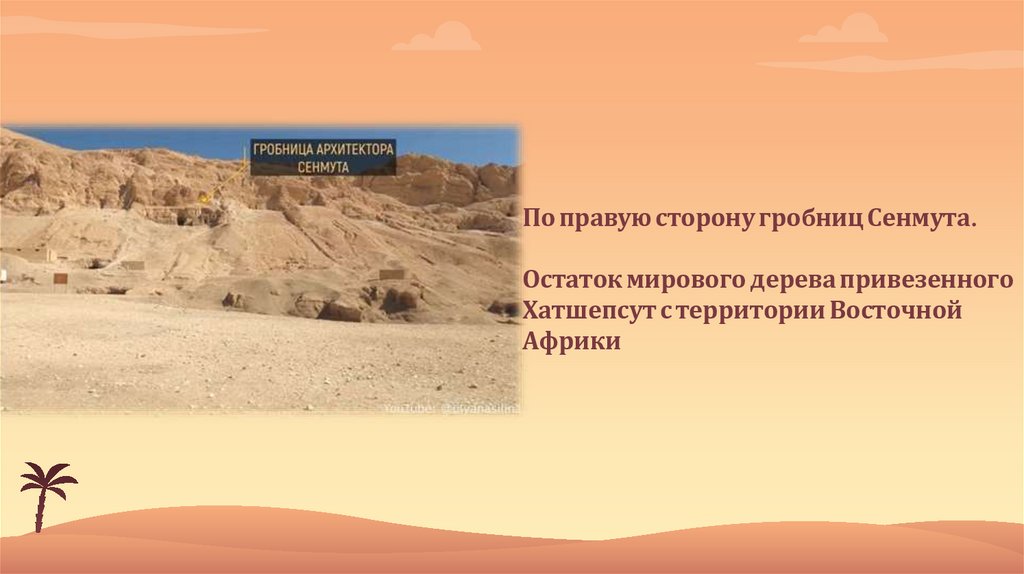 По правую сторону гробниц Сенмута. Остаток мирового дерева привезенного Хатшепсут с территории Восточной Африки