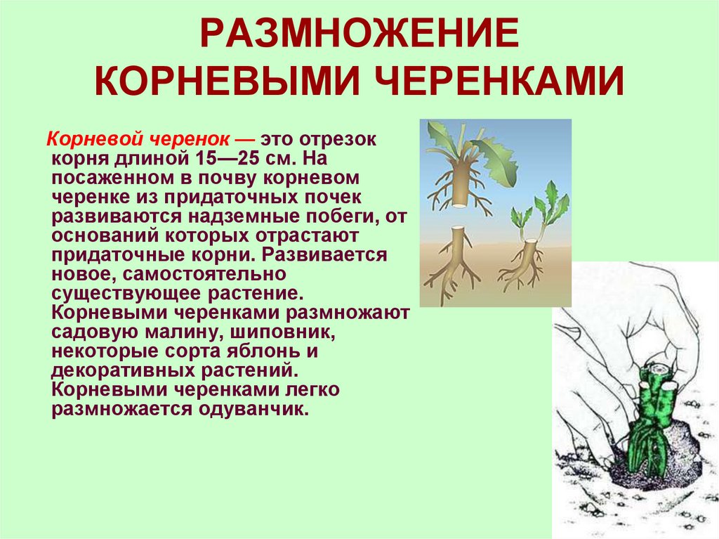 РАЗМНОЖЕНИЕ КОРНЕВЫМИ ЧЕРЕНКАМИ