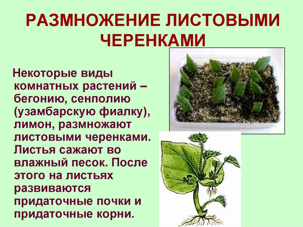 РАЗМНОЖЕНИЕ ЛИСТОВЫМИ ЧЕРЕНКАМИ