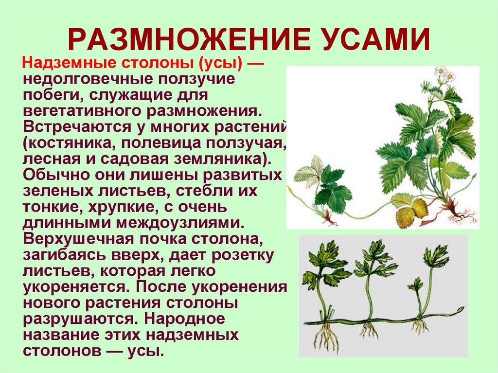 РАЗМНОЖЕНИЕ УСАМИ