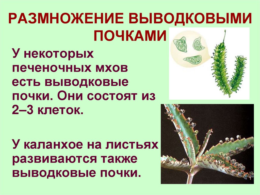 РАЗМНОЖЕНИЕ ВЫВОДКОВЫМИ ПОЧКАМИ