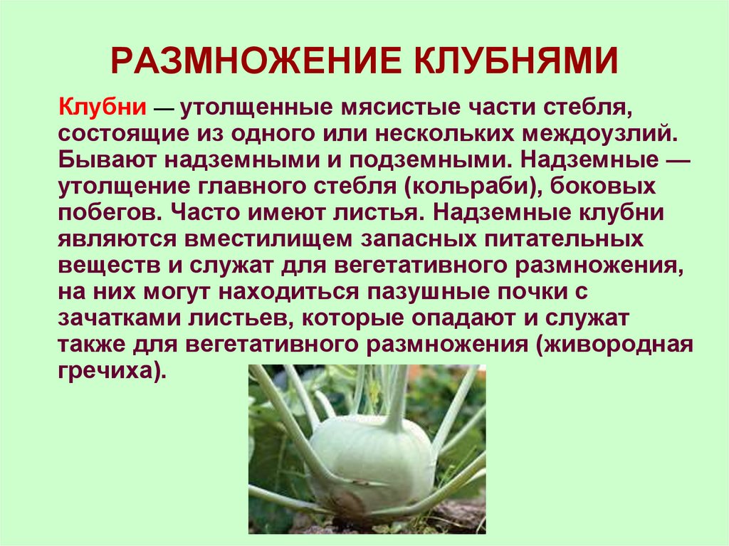 РАЗМНОЖЕНИЕ КЛУБНЯМИ