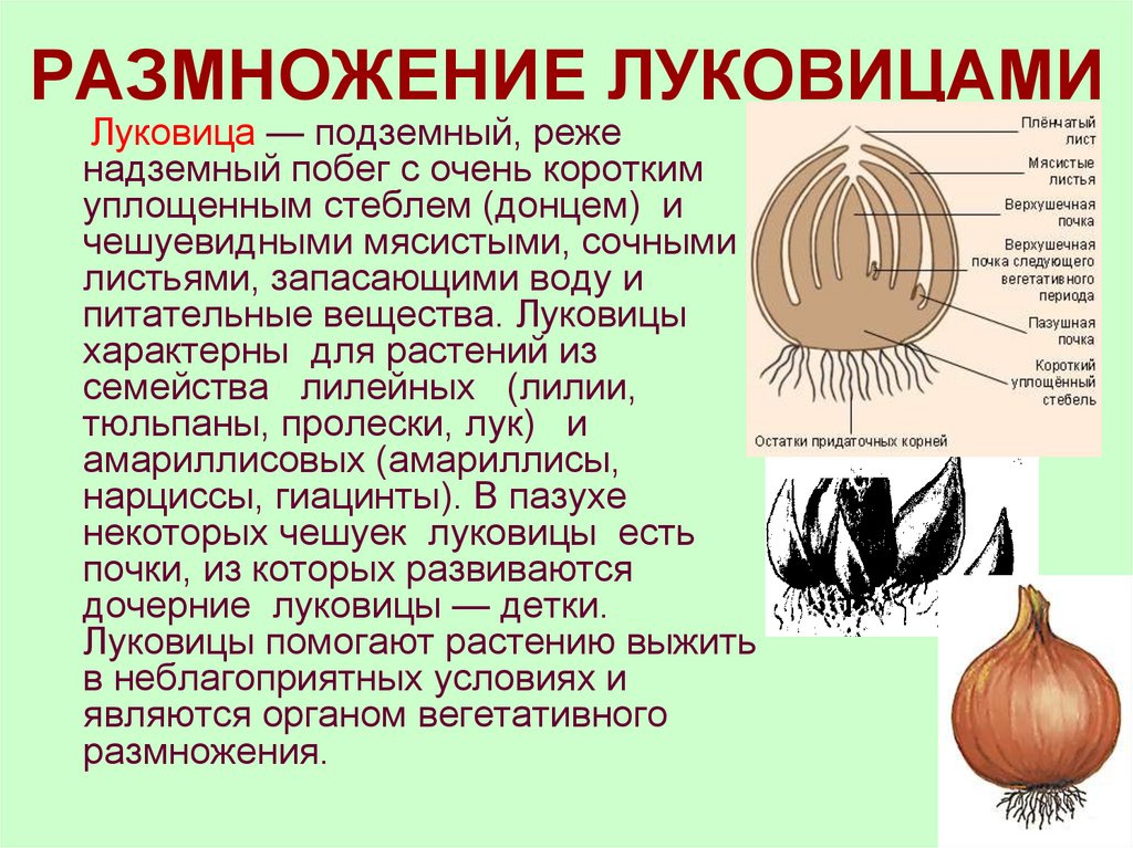 РАЗМНОЖЕНИЕ ЛУКОВИЦАМИ