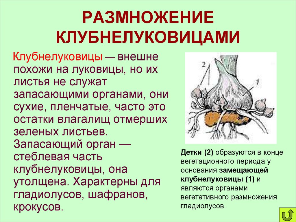 РАЗМНОЖЕНИЕ КЛУБНЕЛУКОВИЦАМИ