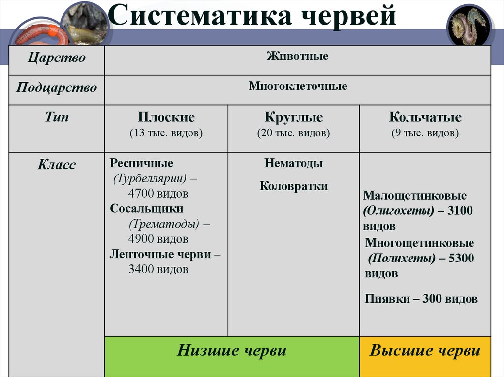 Систематика червей