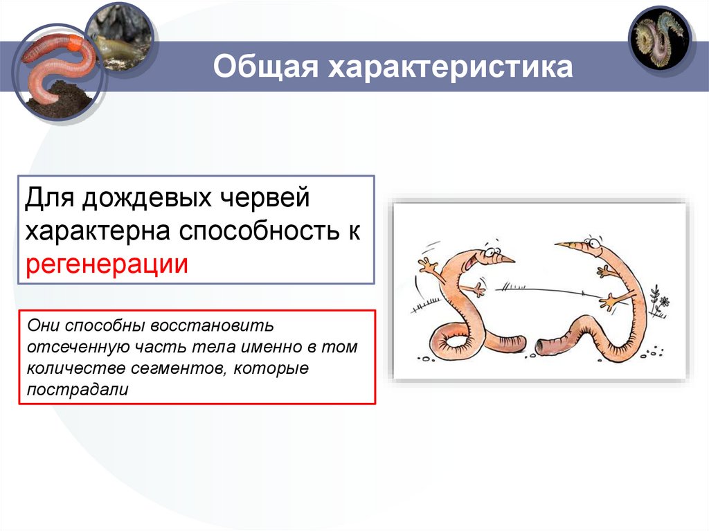 Общая характеристика