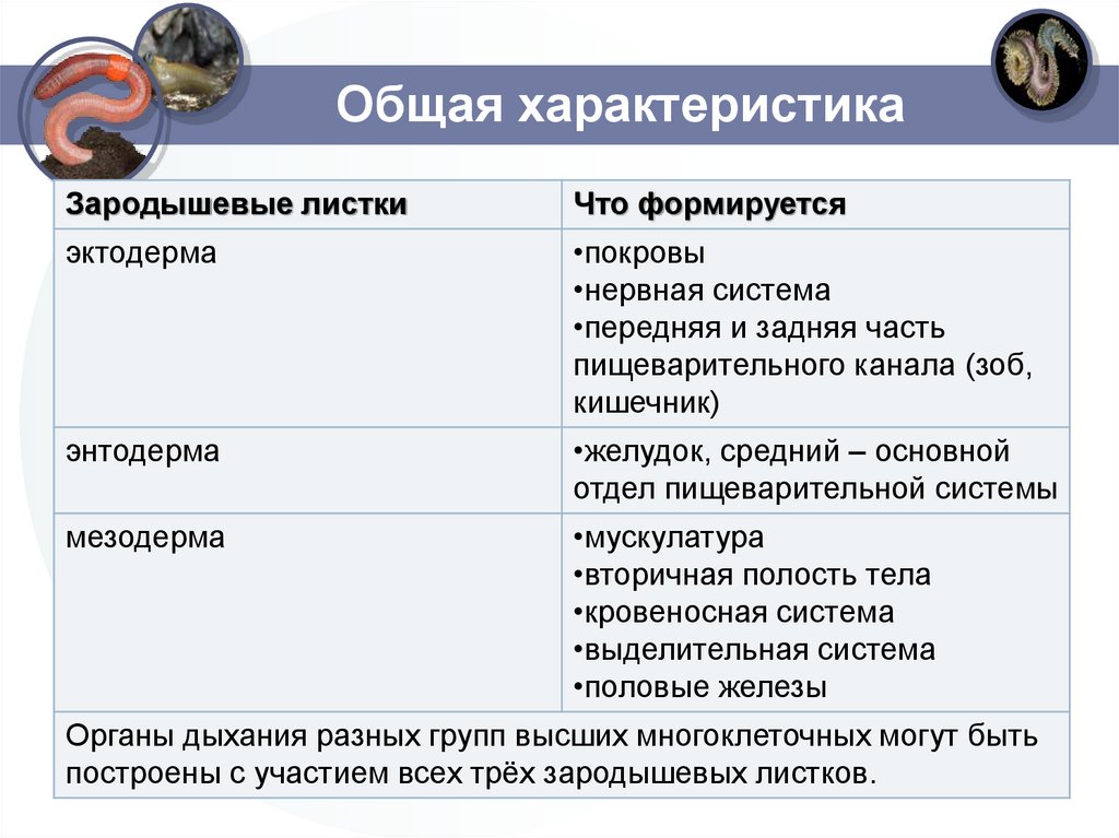 Общая характеристика