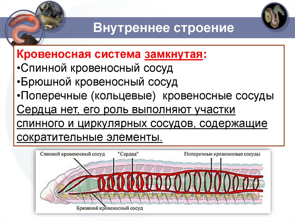 Внутреннее строение