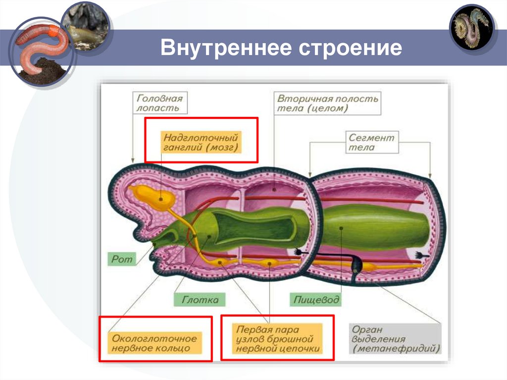 Внутреннее строение