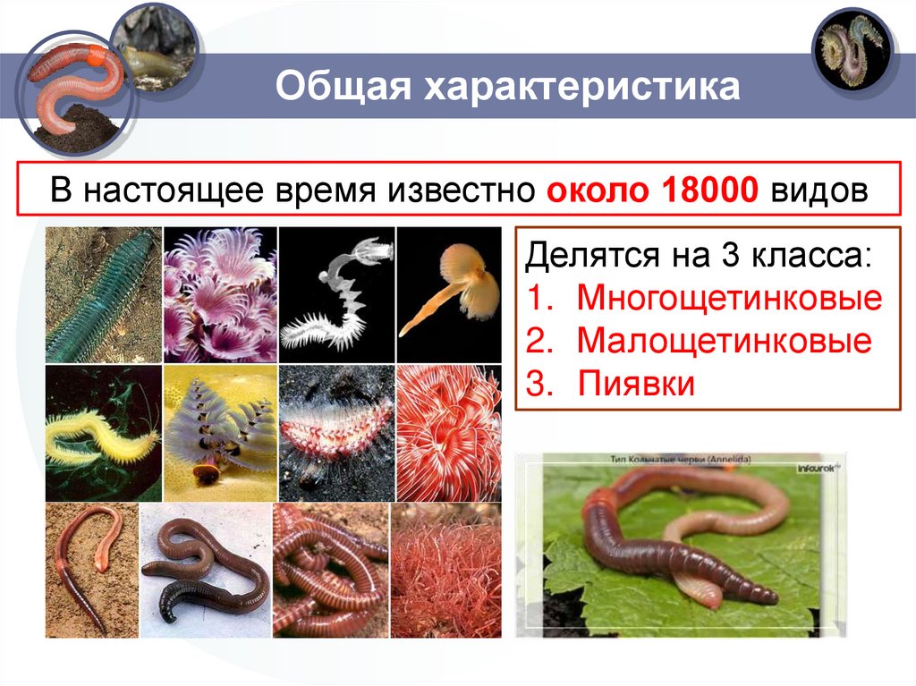 Общая характеристика