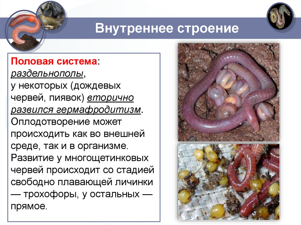 Внутреннее строение