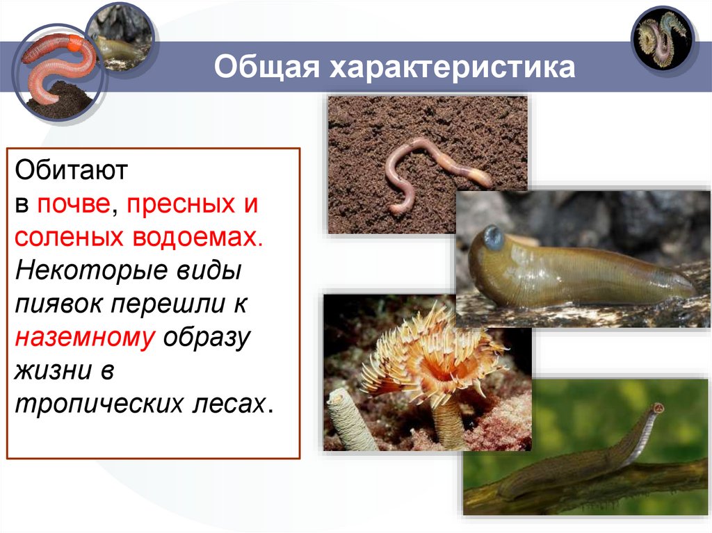 Общая характеристика