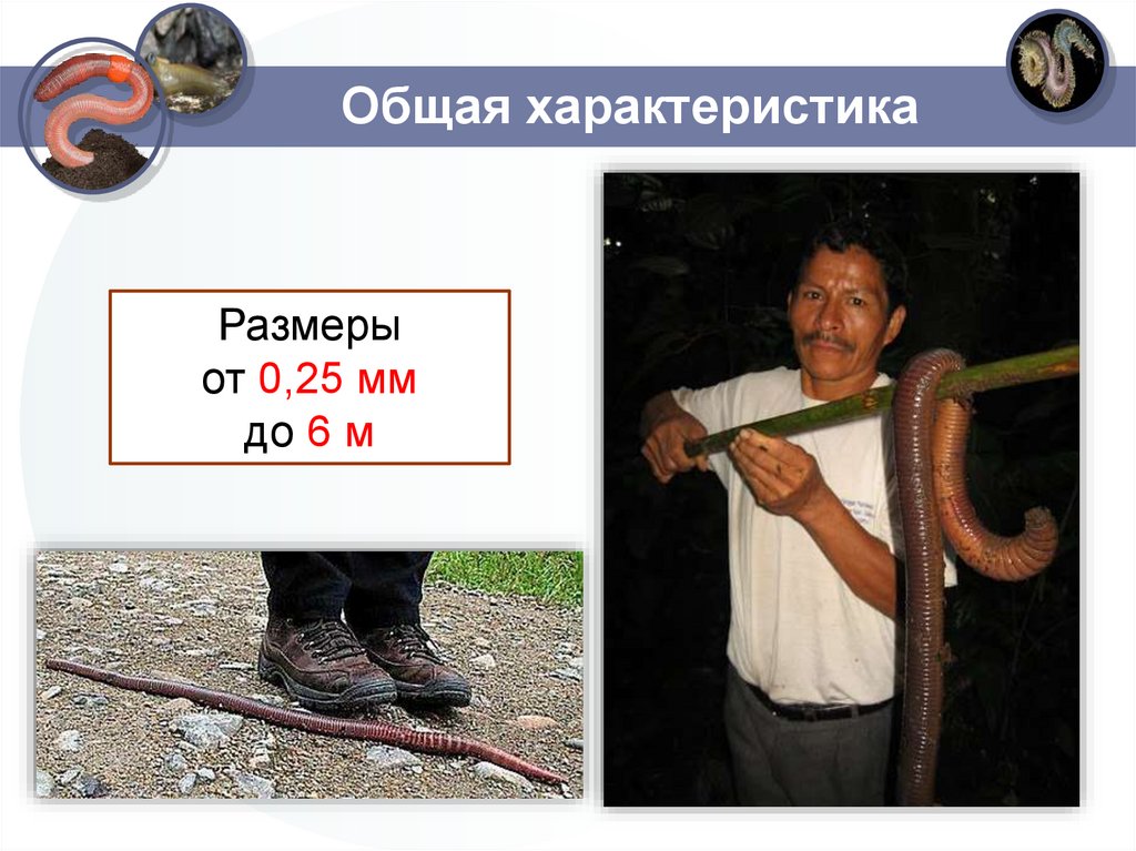 Общая характеристика