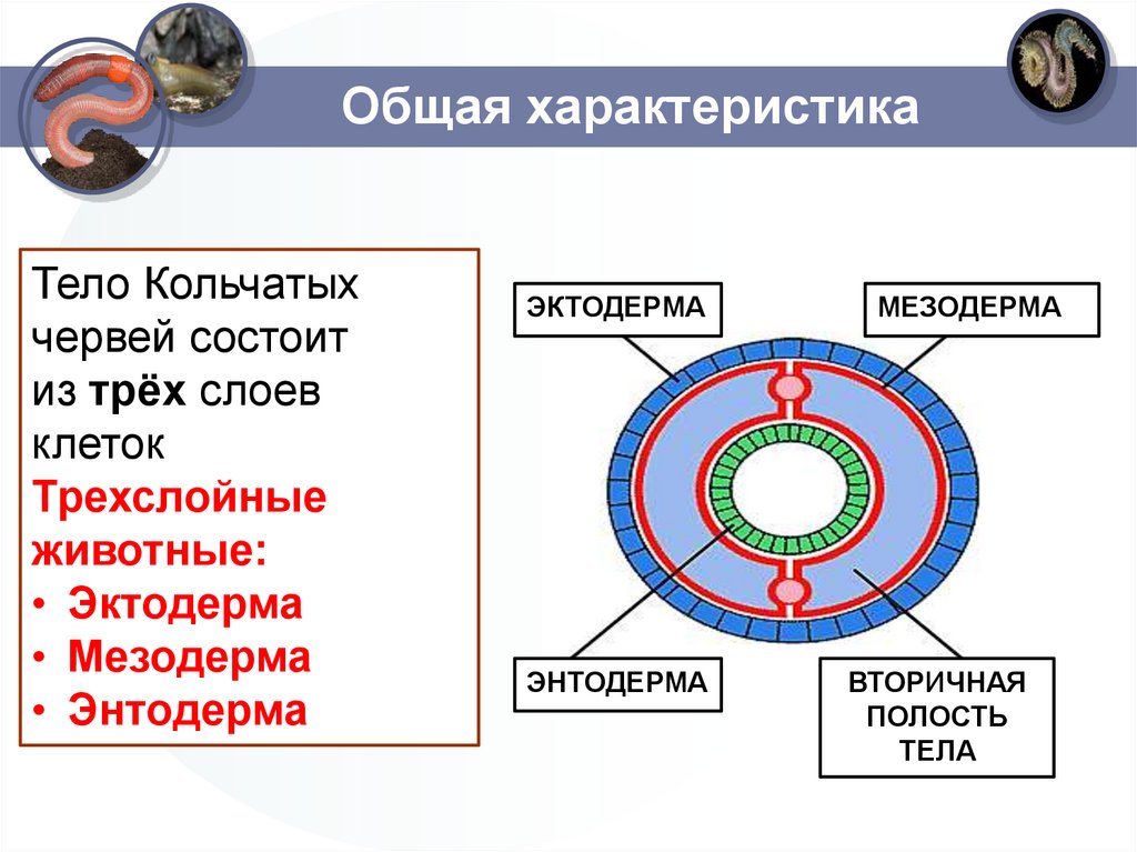 Общая характеристика