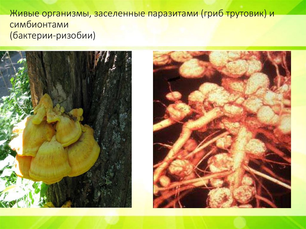 Живые организмы, заселенные паразитами (гриб трутовик) и симбионтами (бактерии-ризобии)