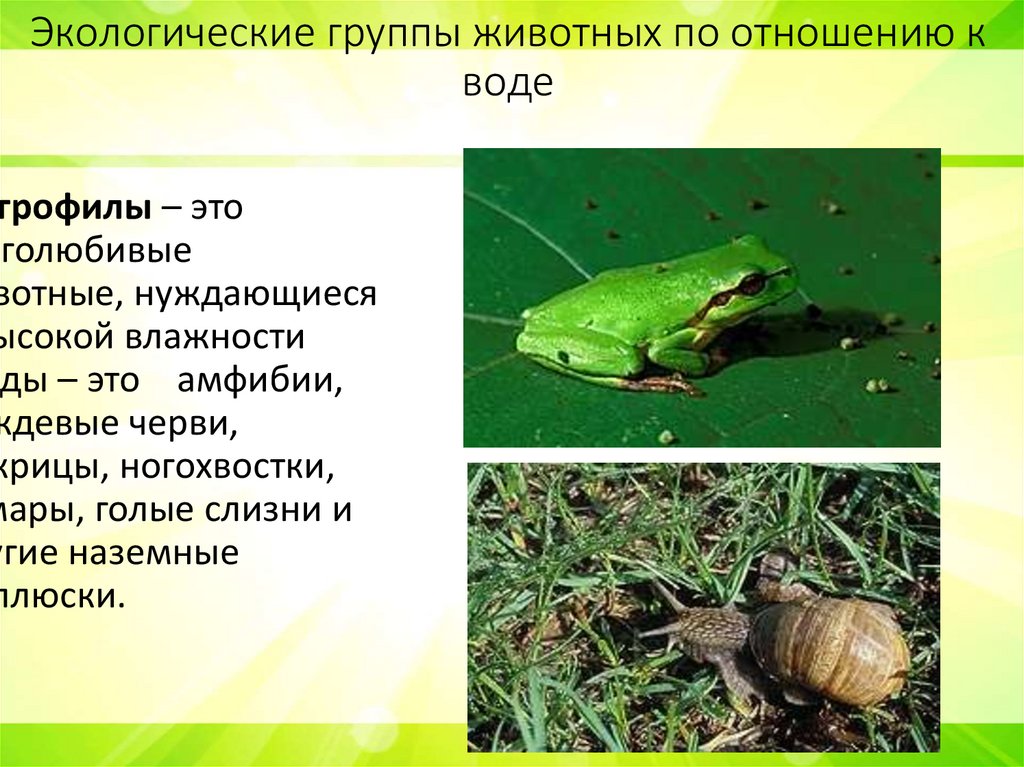 Экологические группы животных по отношению к воде