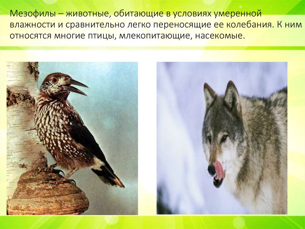 Мезофилы – животные, обитающие в условиях умеренной влажности и сравнительно легко переносящие ее колебания. К ним относятся