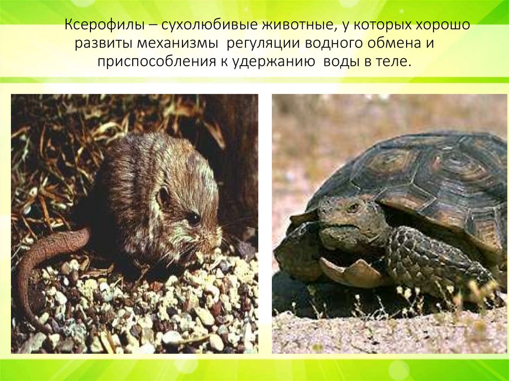 Ксерофилы – сухолюбивые животные, у которых хорошо развиты механизмы регуляции водного обмена и приспособления к удержанию воды