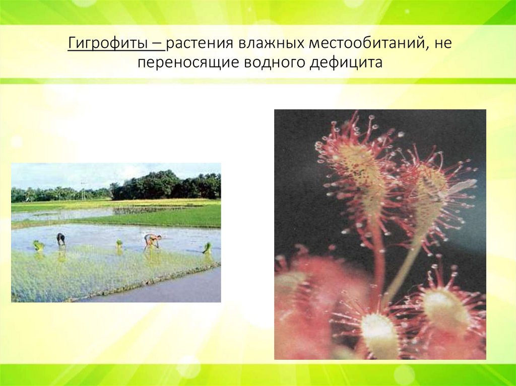 Гигрофиты – растения влажных местообитаний, не переносящие водного дефицита