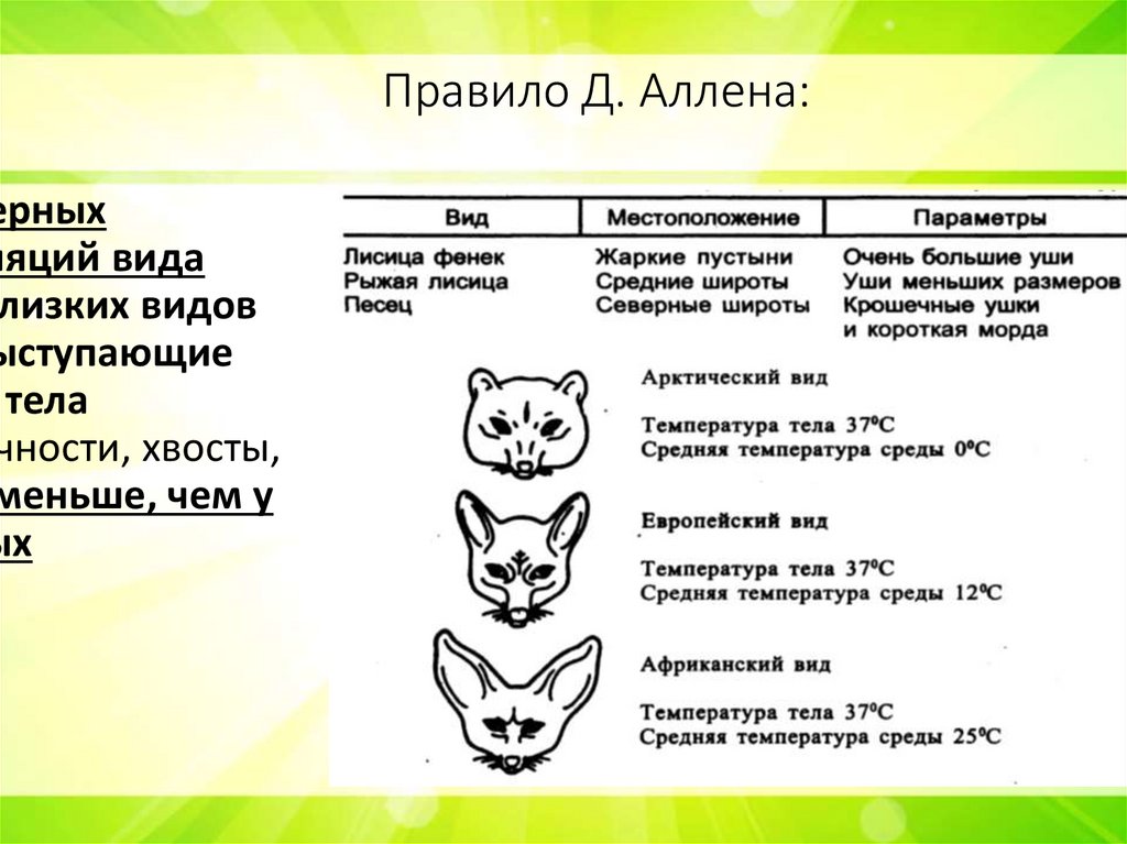 Правило Д. Аллена: