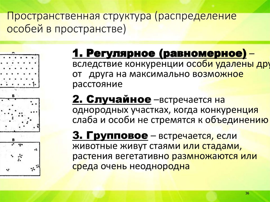 Пространственная структура (распределение особей в пространстве)