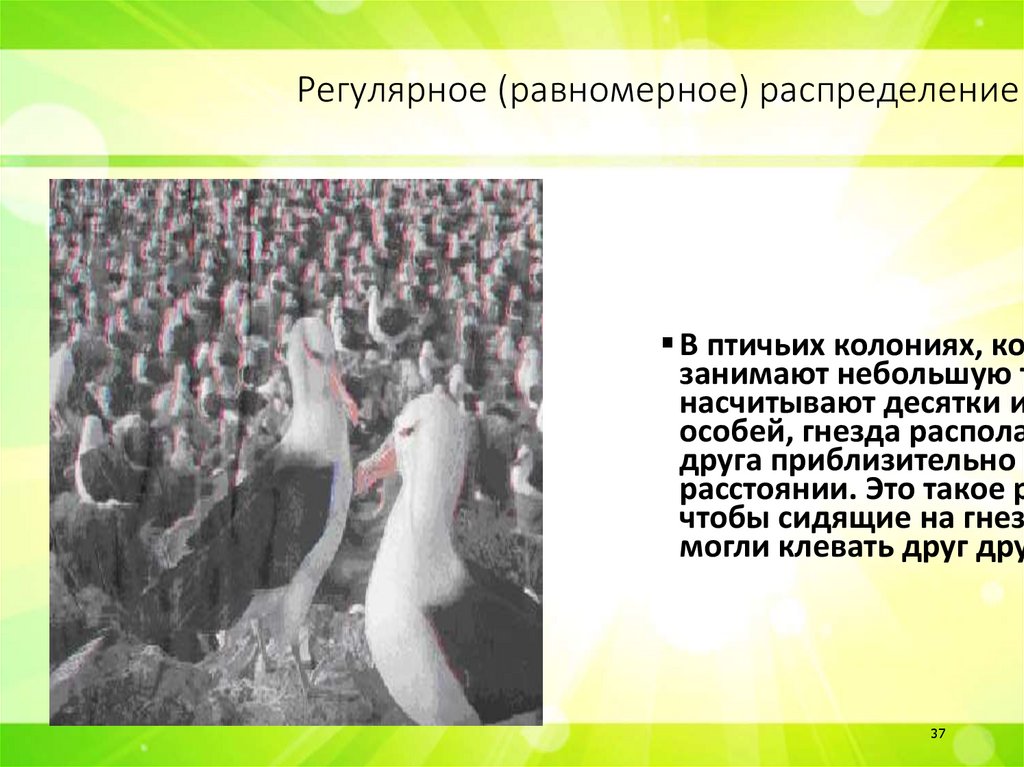 Регулярное (равномерное) распределение