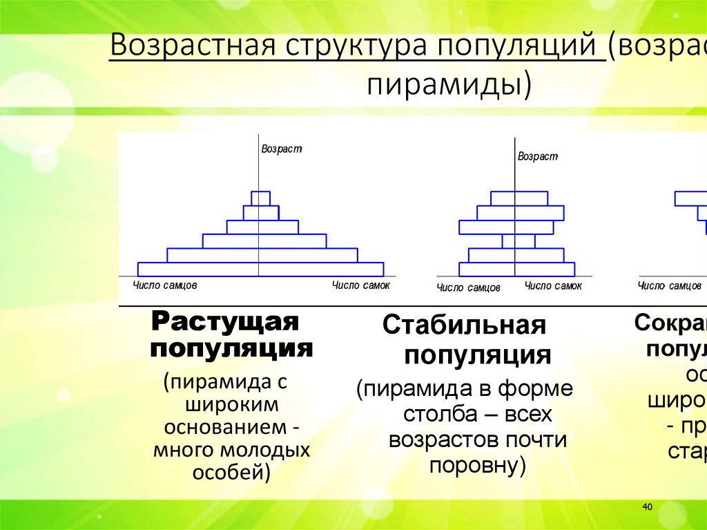 Возрастная структура популяций (возрастные пирамиды)