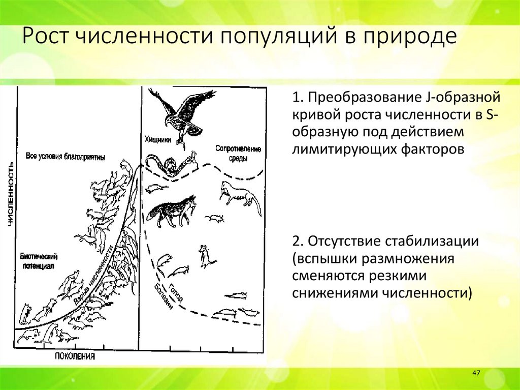 Рост численности популяций в природе