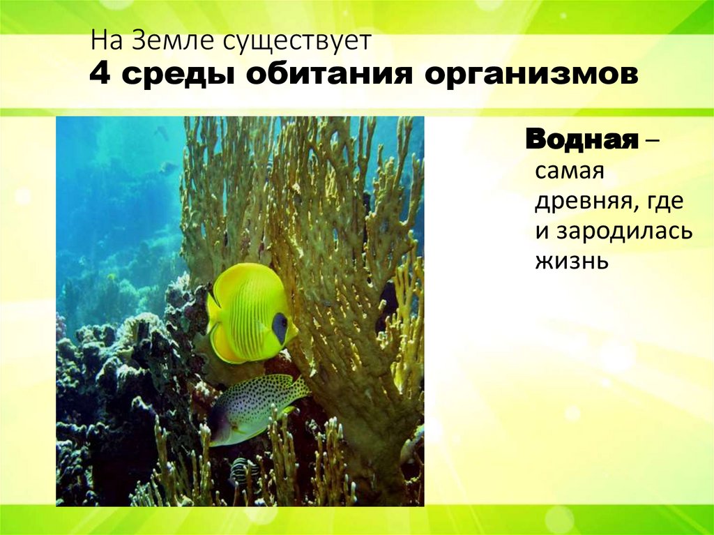 На Земле существует 4 среды обитания организмов