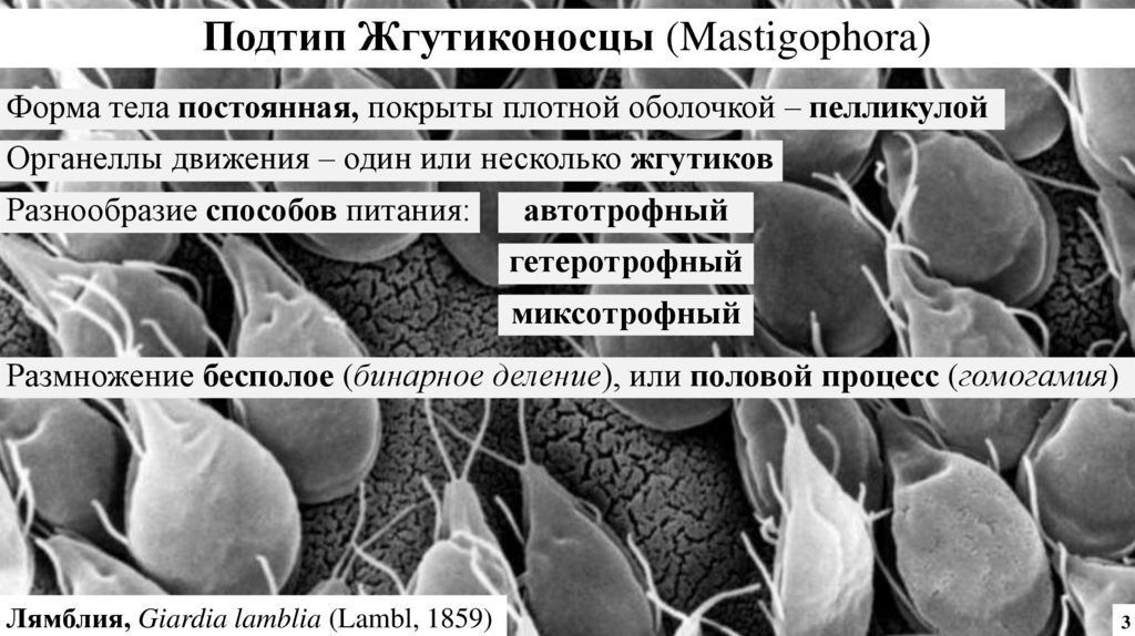 Подтип Жгутиконосцы (Mastigophora)